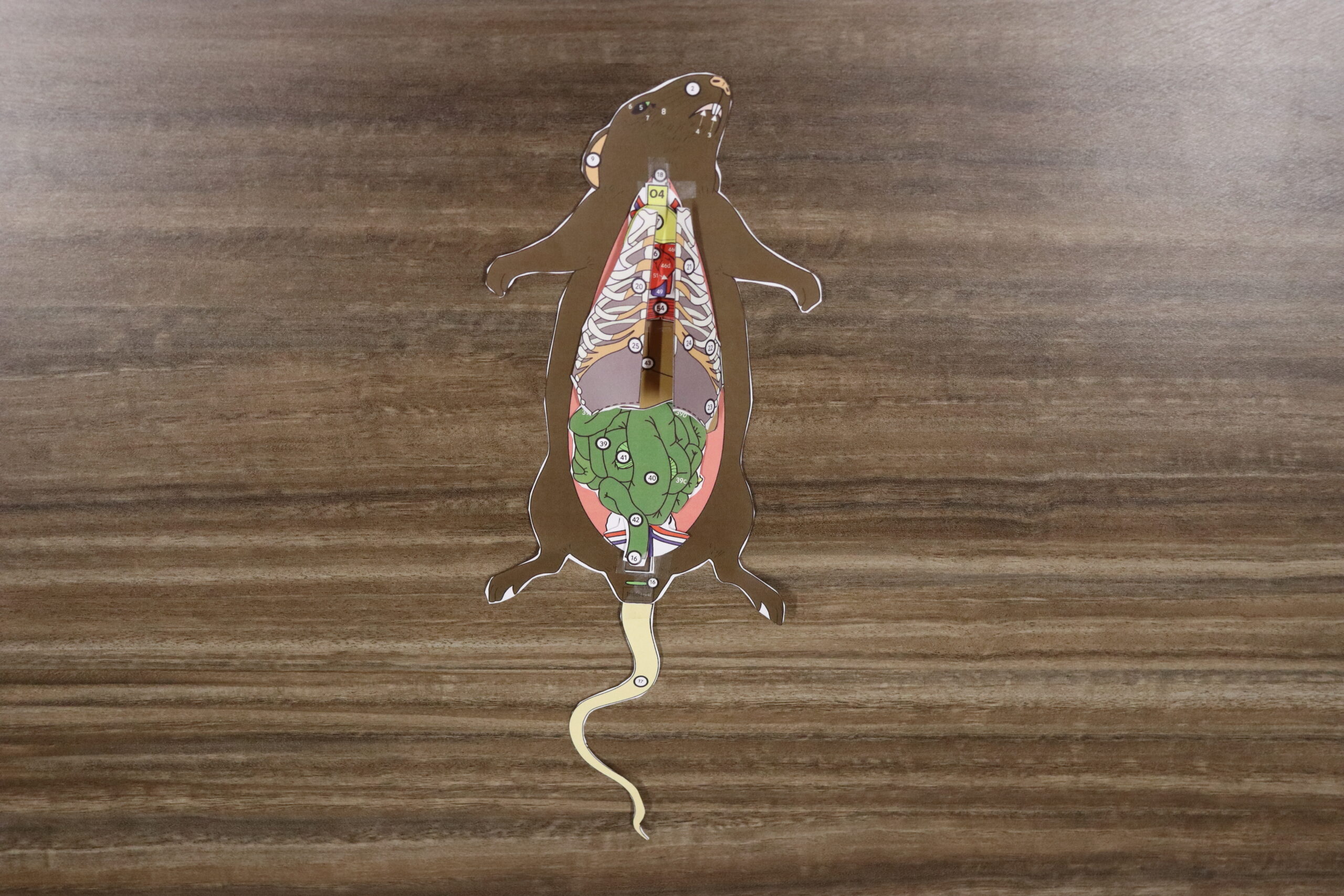 Demonstrating Dissection with Paper Anatomy Models