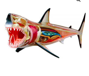 4D Vision Great White Shark Anatomy Model BioLEAP