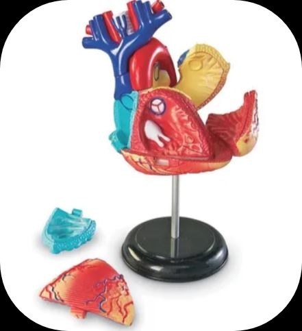 human anatomy heart model