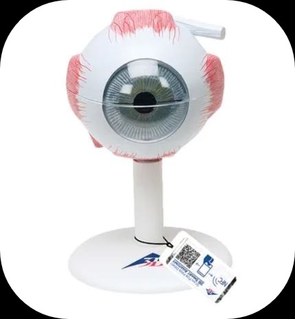 human eye model