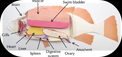 origami fish dissection