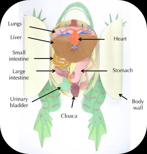 origami frog dissection