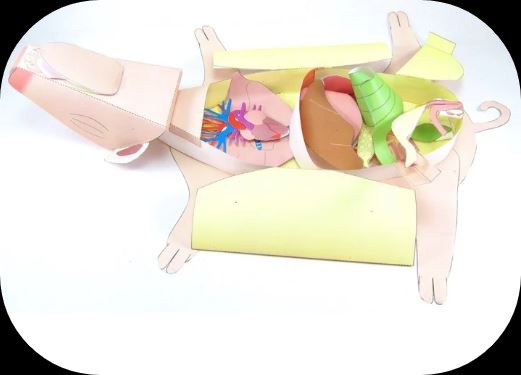 origami fetal pig dissection