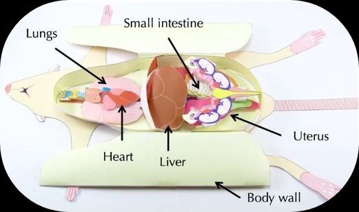 origami rat dissection