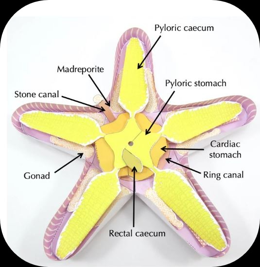 origami starfish dissection
